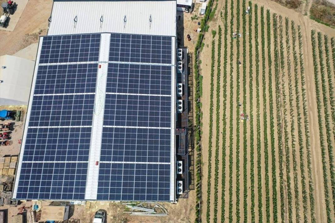 Yılda bir milyon meyve fidanı üretip ihraç ediyorlar: Elektrik bedava! Öyle bir sistem kurmuşlar ki paraya para demiyorlar 9